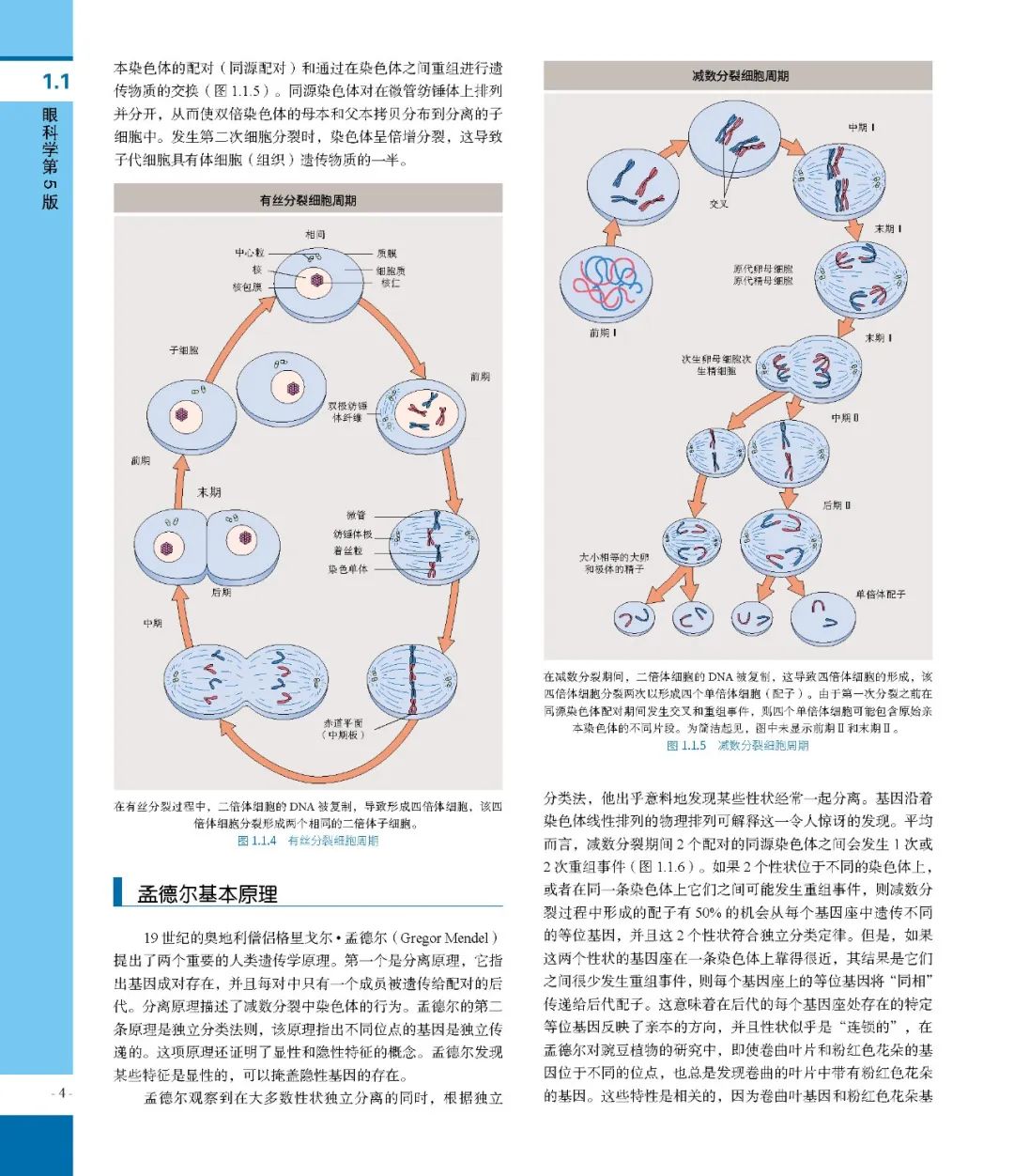 经典书籍：眼科学：第5版