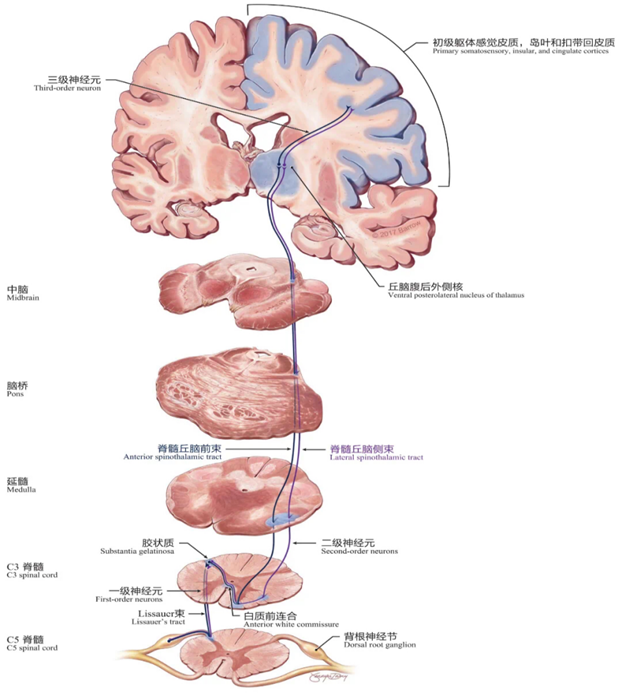 颈脊髓的临床解剖和功能分布