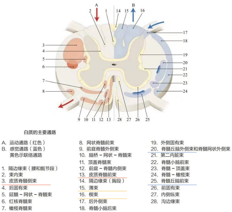 颈脊髓的临床解剖和功能分布