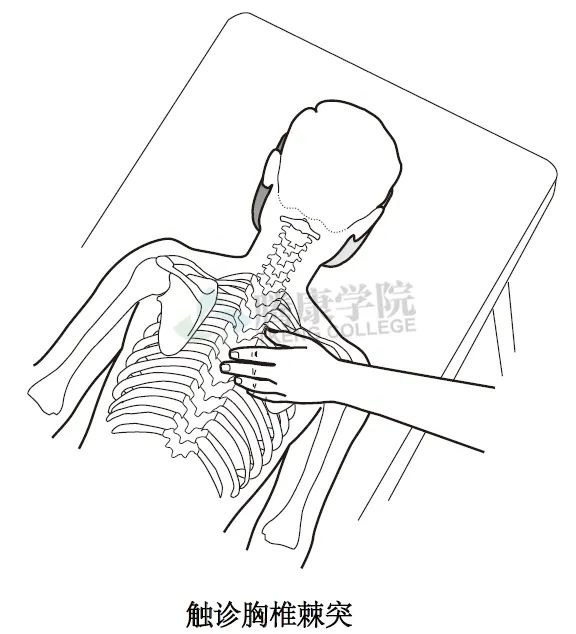 【汇总】颈、胸椎的整体结构触诊技巧和要点