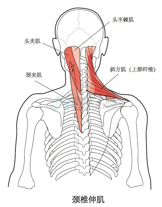 【汇总】颈、胸椎的整体结构触诊技巧和要点