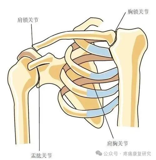 肩袖损伤的