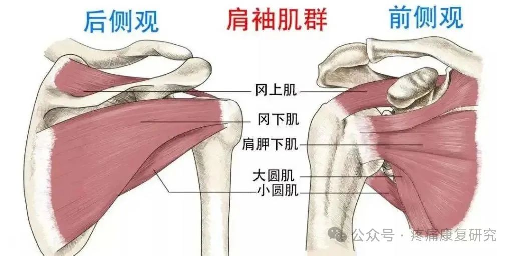 肩袖损伤的