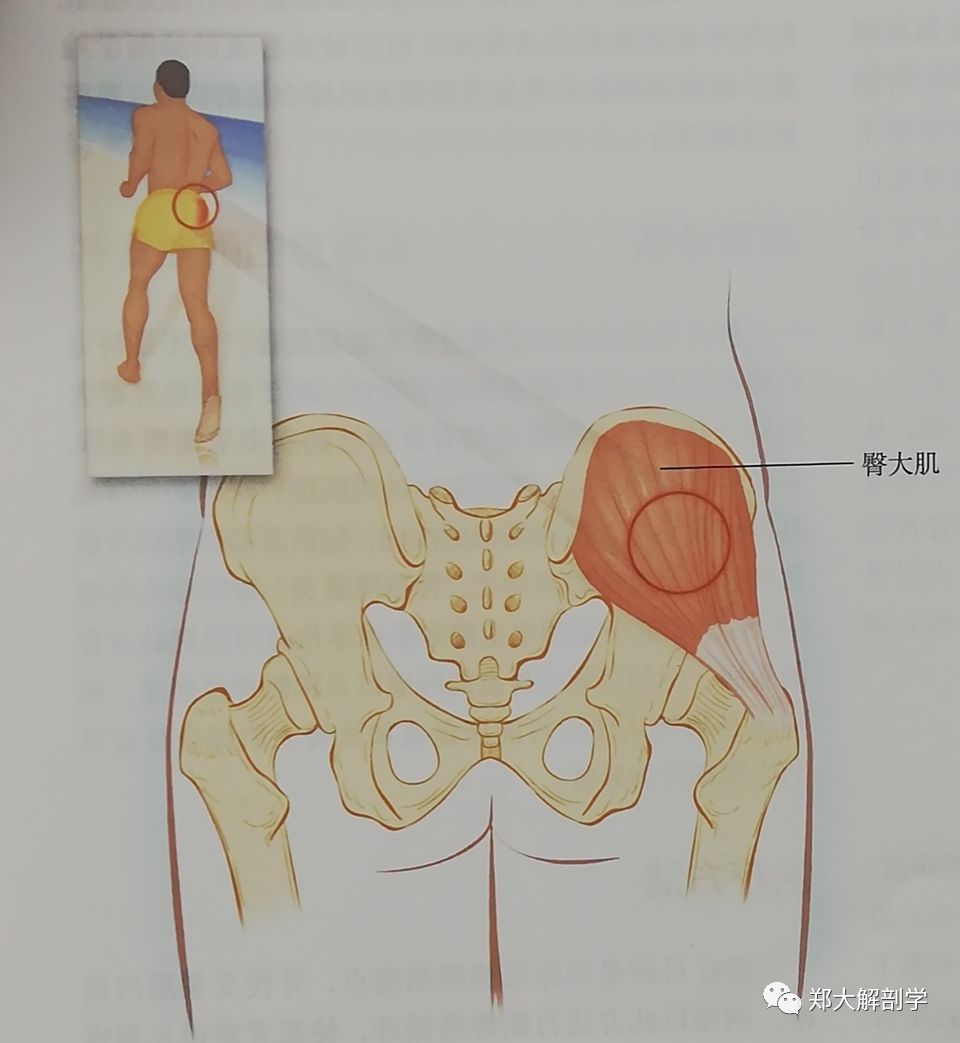 与骨盆相关的