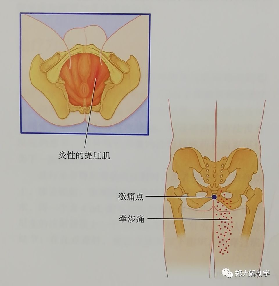 与骨盆相关的