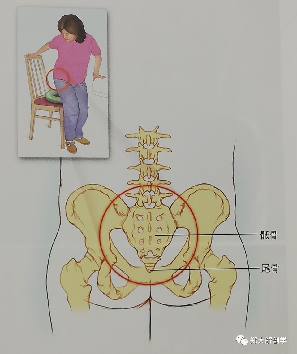 与骨盆相关的