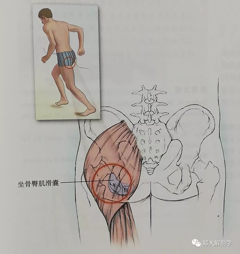 与骨盆相关的