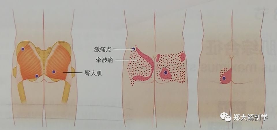 与骨盆相关的