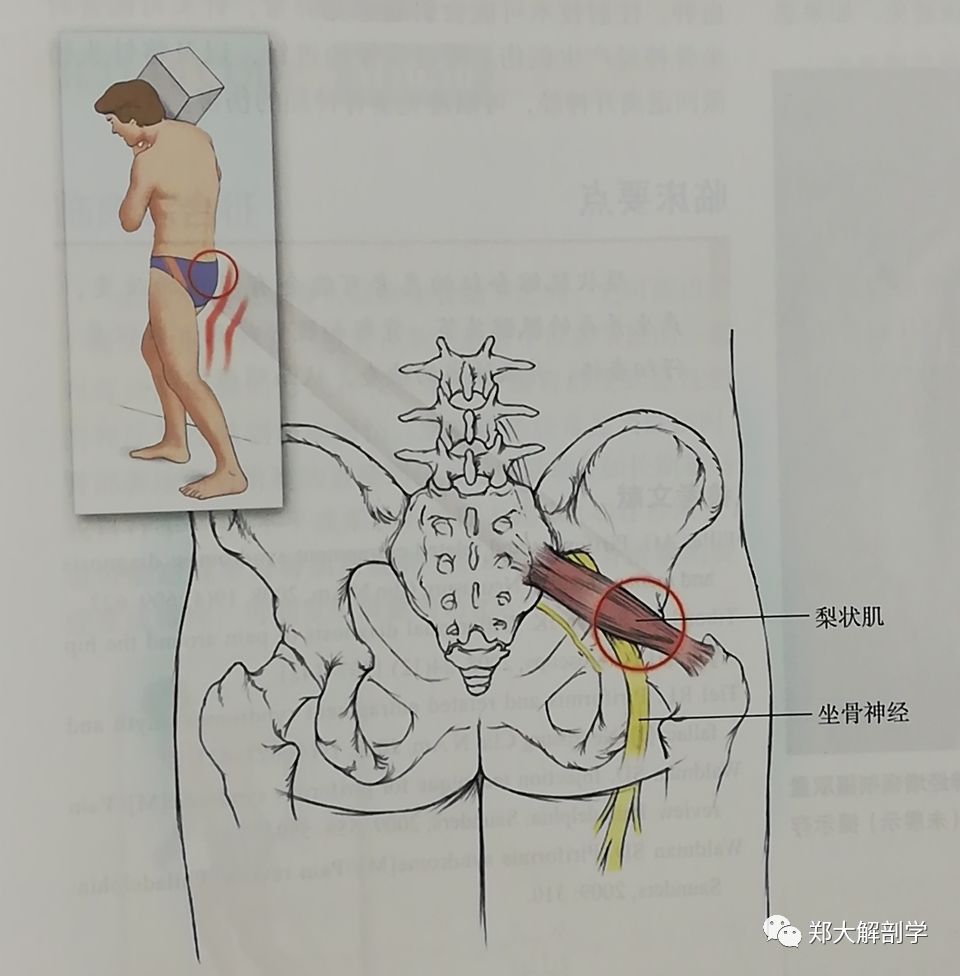 与骨盆相关的