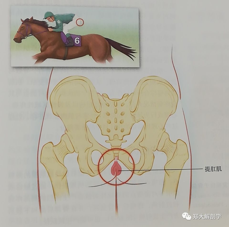 与骨盆相关的