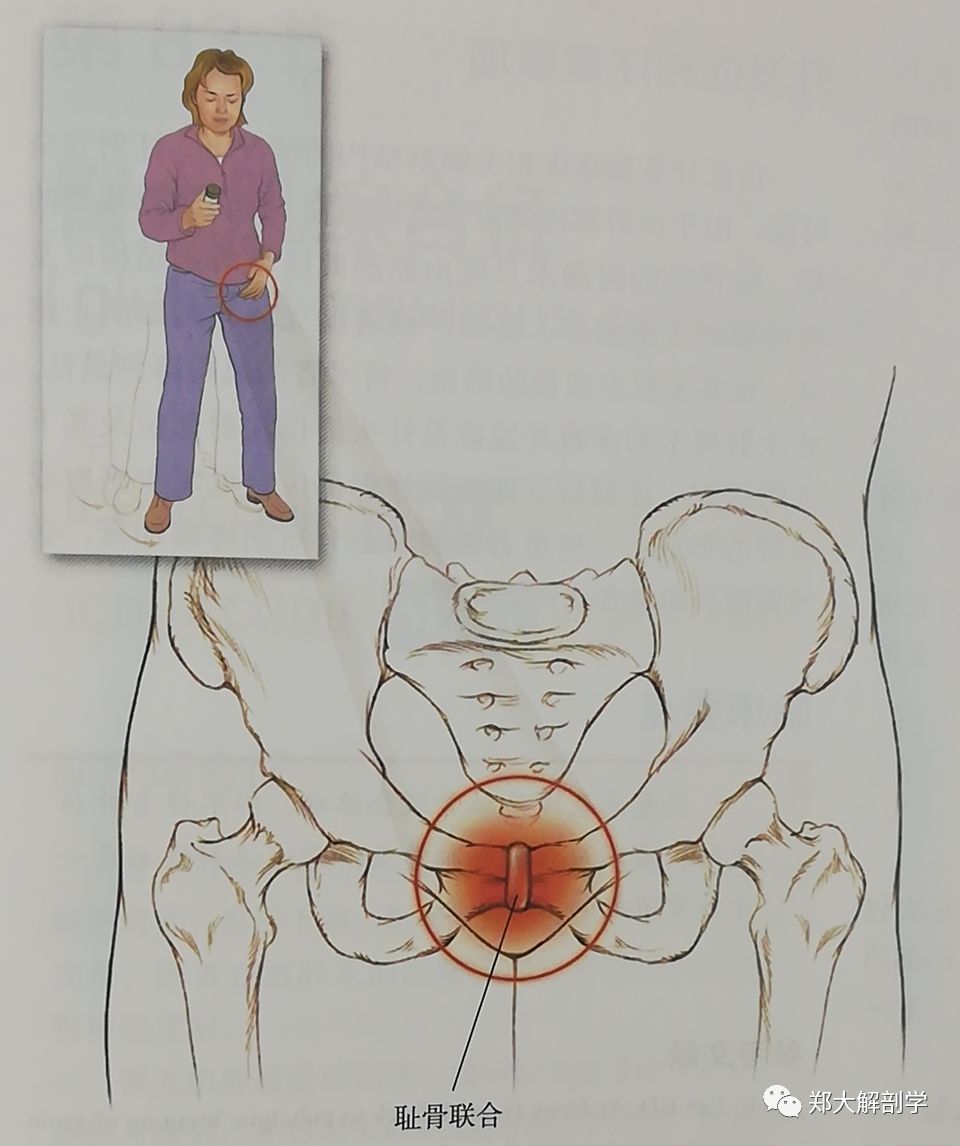 与骨盆相关的