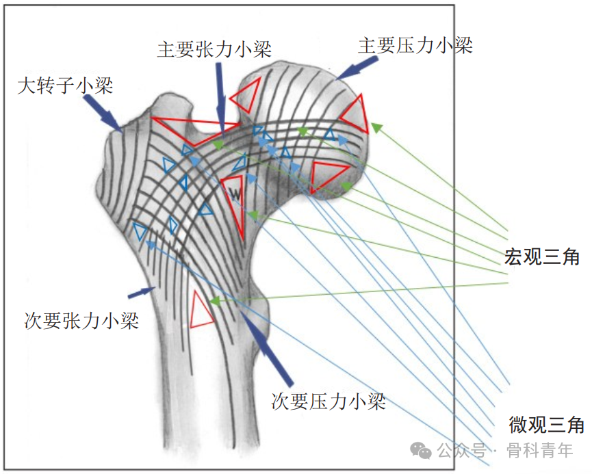 PFNA，PFBN，PFTBN与PFLBN，粗隆间骨折内固定的创新之路