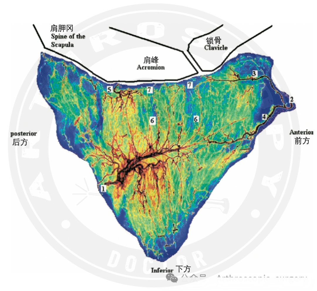 【手术技术】肩峰下周围血管的解剖
