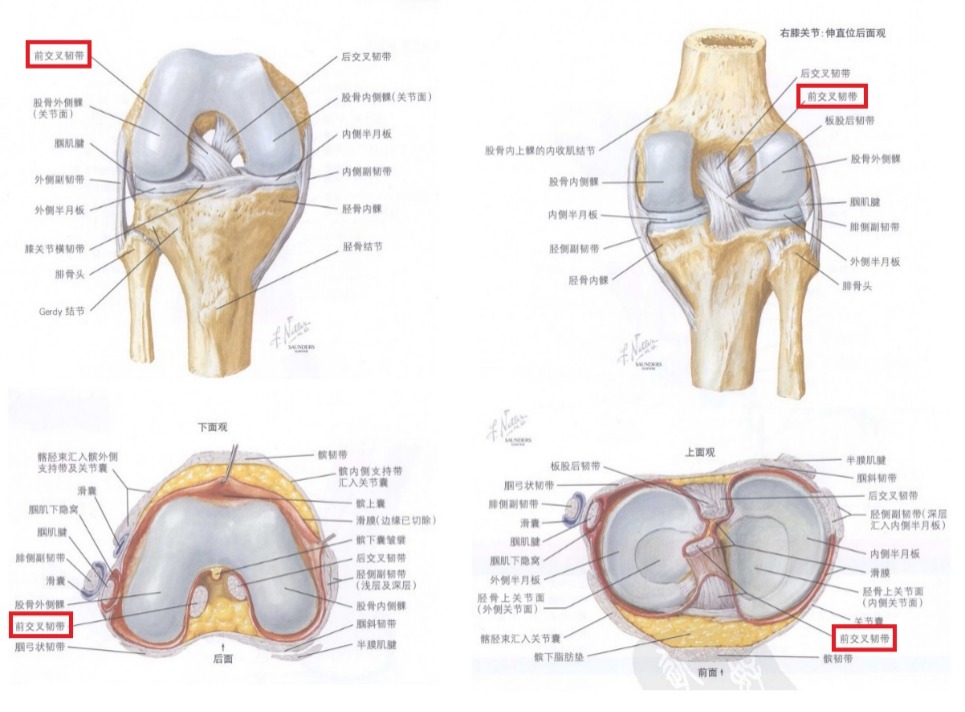 关于ACL解剖，还有哪些需要学习关注的地方？