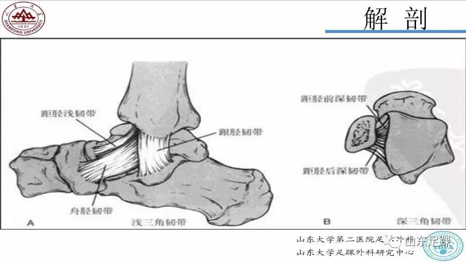 踝关节骨折的Lauge-Hansen分型