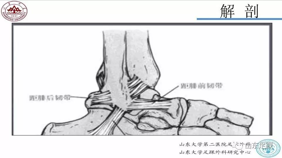 踝关节骨折的Lauge-Hansen分型