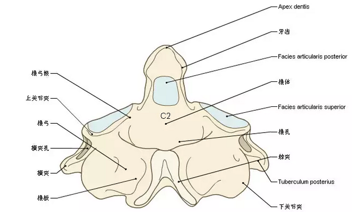 脊椎与背部3D解剖图解