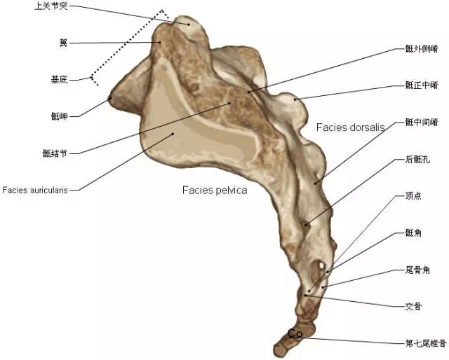 脊椎与背部3D解剖图解