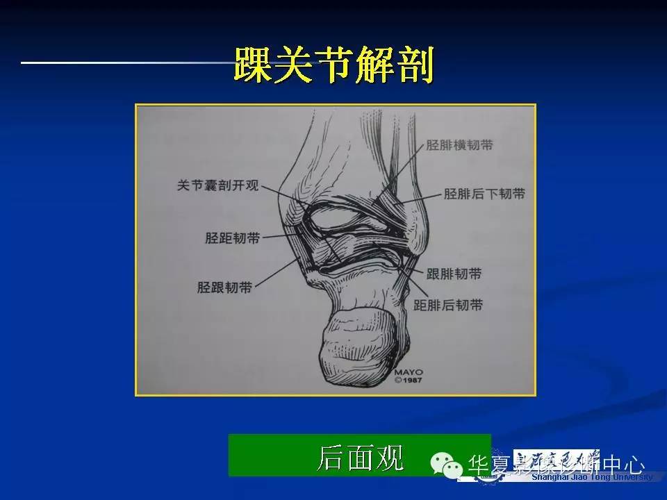 MRI在踝关节损伤中的应用