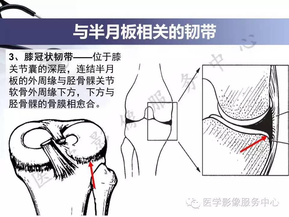 半月板病变的MRI诊断，如此精彩岂能错过！