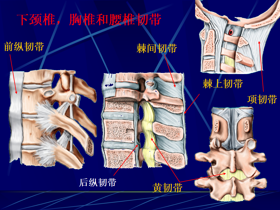 腰椎的影像解剖以及常见病变