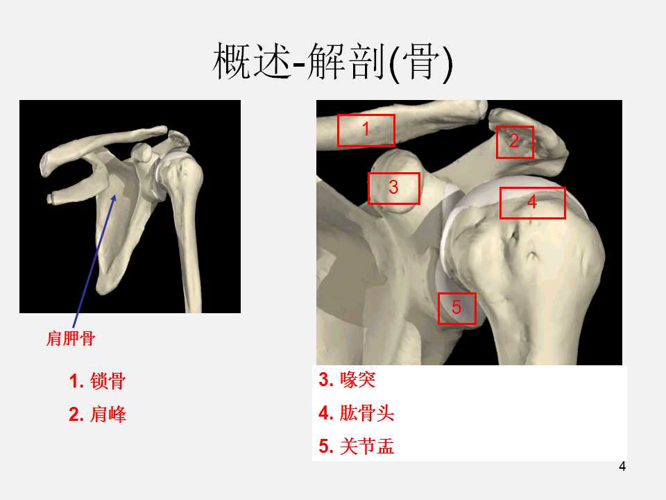 肩袖损伤的诊断与治疗技巧