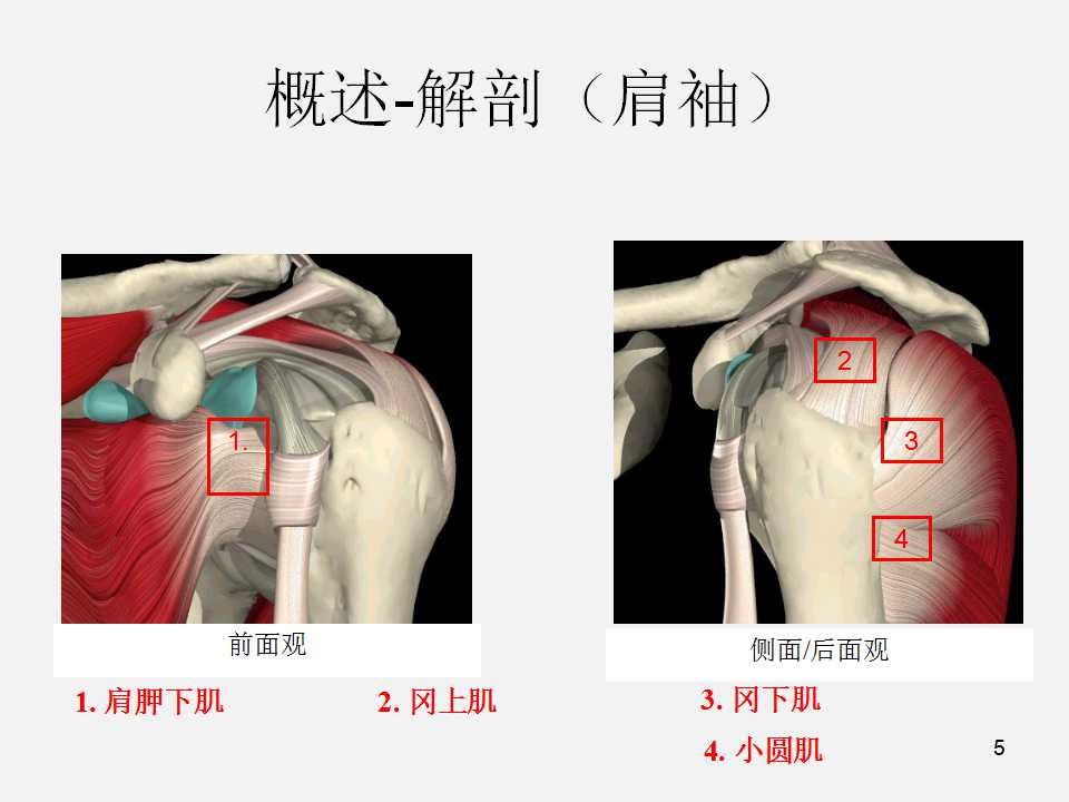 肩袖损伤的诊断与治疗技巧