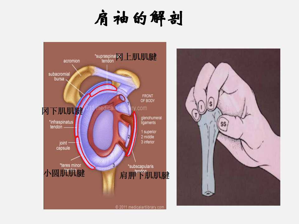 肩袖损伤的诊断与治疗技巧