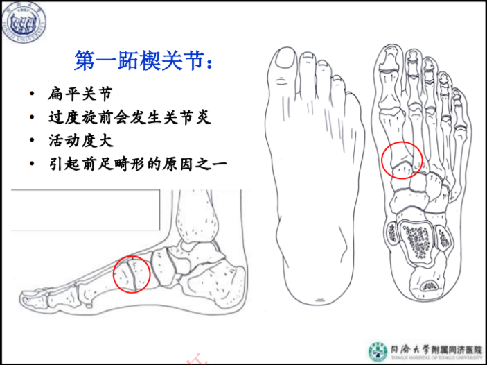 治疗踝骨折，你必须了解的足踝部的生物力学