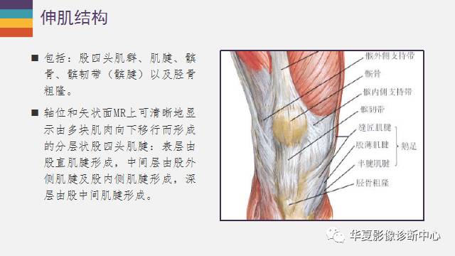 膝关节周围的那些肌腱你都认识吗？