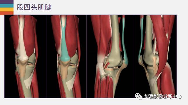 膝关节周围的那些肌腱你都认识吗？