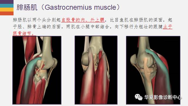 膝关节周围的那些肌腱你都认识吗？