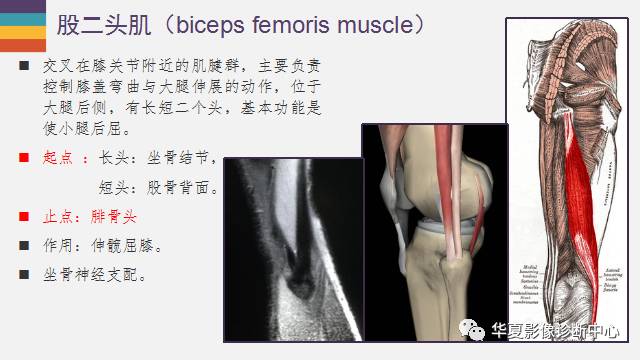 膝关节周围的那些肌腱你都认识吗？