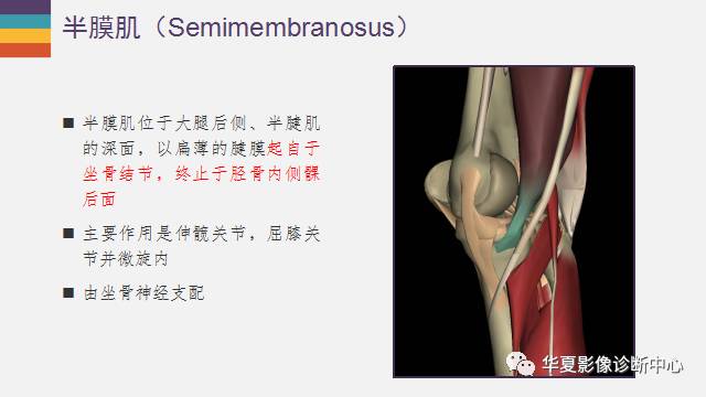 膝关节周围的那些肌腱你都认识吗？