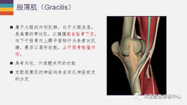 膝关节周围的那些肌腱你都认识吗？