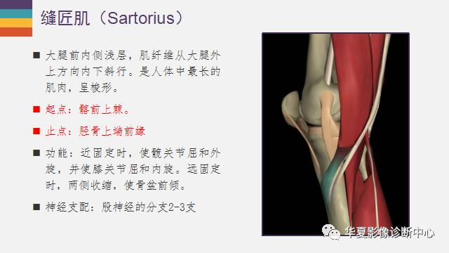 膝关节周围的那些肌腱你都认识吗？