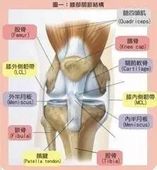 膝关节常见疾病，你知道几个？