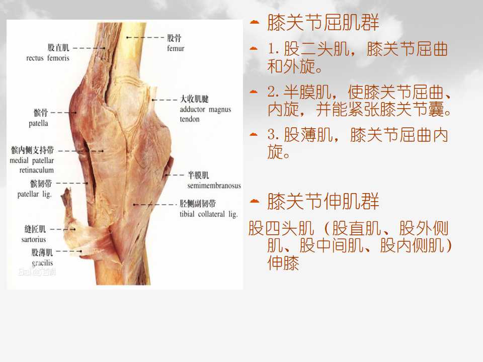 全膝关节置换基本理论的应用