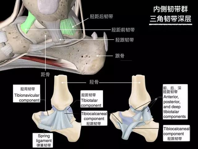 图解踝关节的韧带解剖
