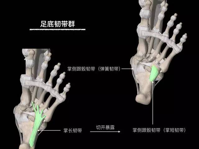 图解踝关节的韧带解剖