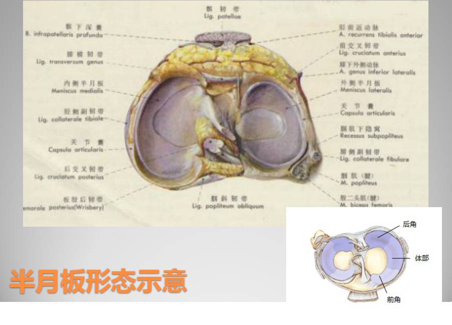 膝关节损伤MR诊断的内容及技巧