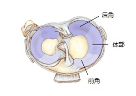 膝关节损伤MR诊断的内容及技巧