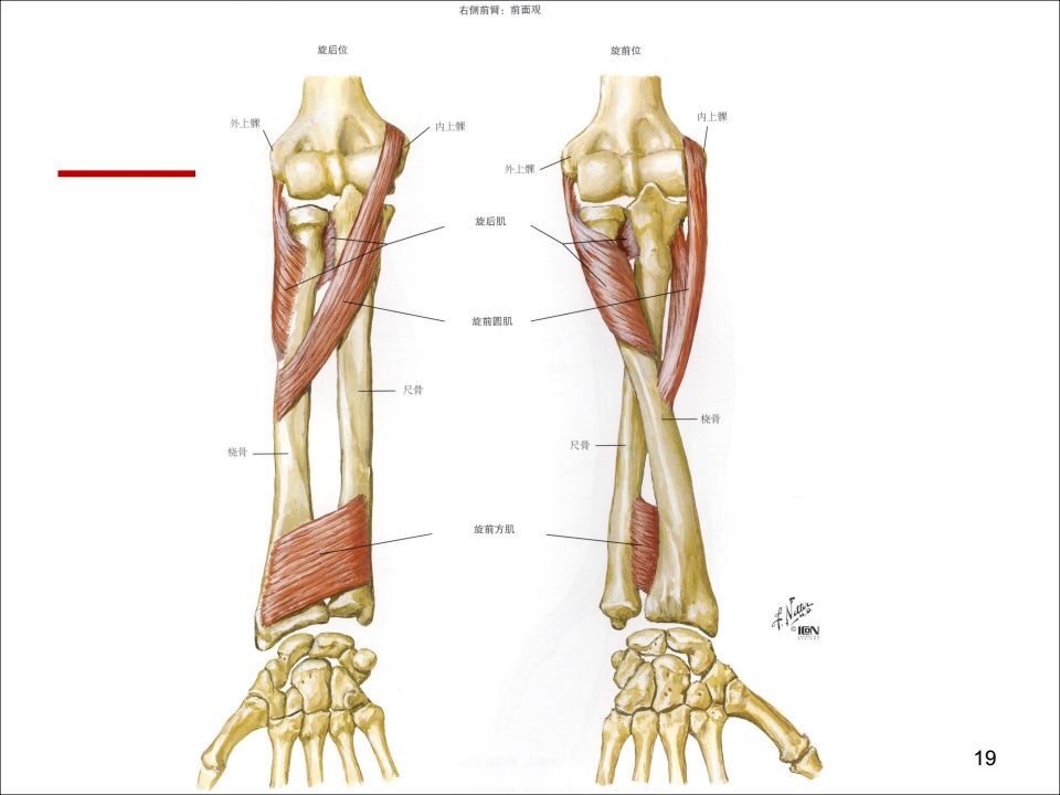 肘关节解剖详解及其创伤的诊治