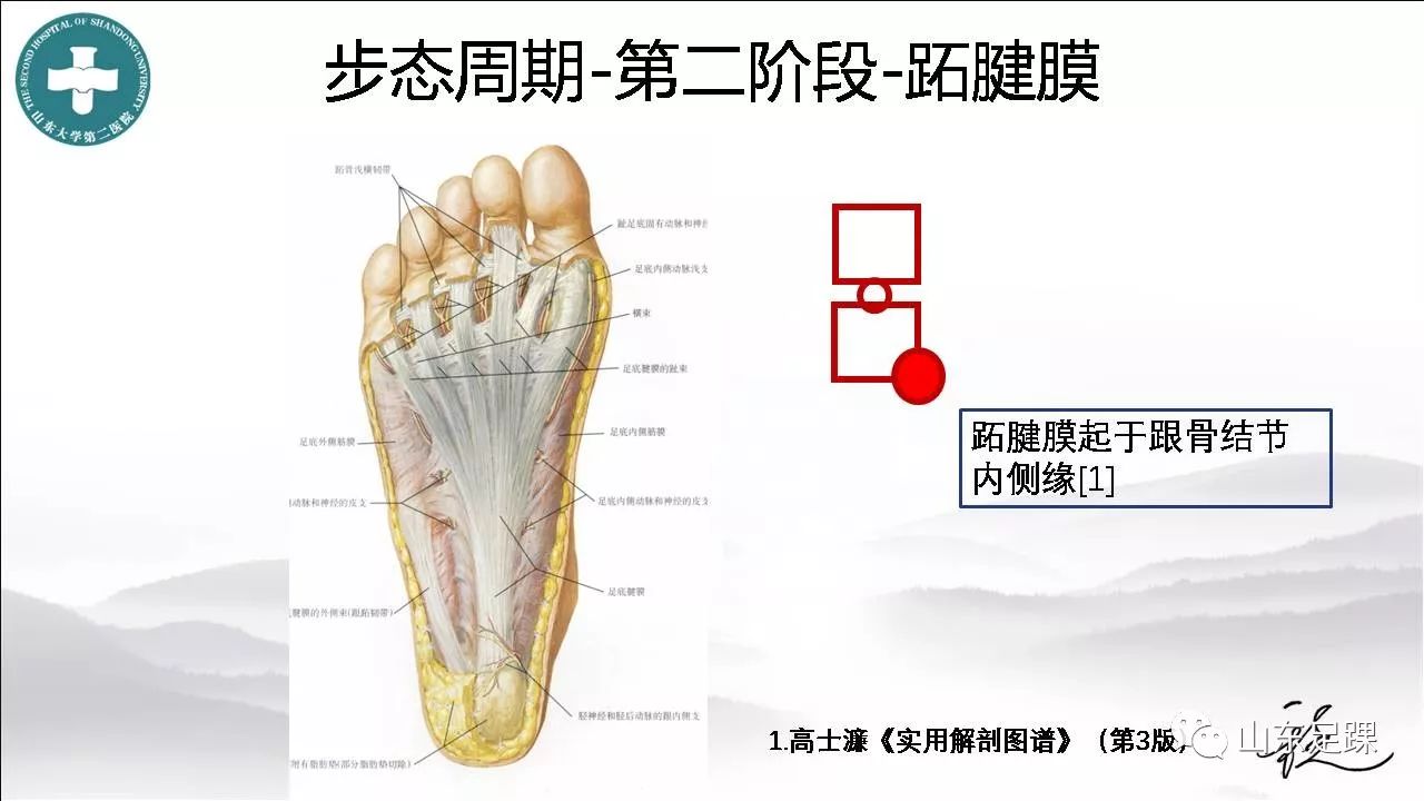 详解足踝部的生物力学机制