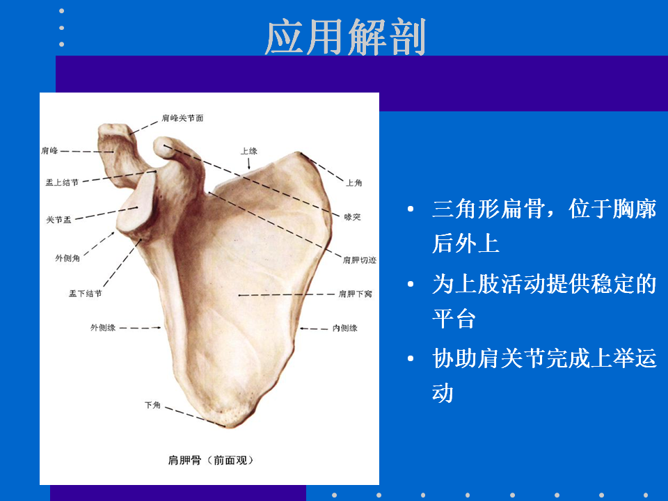 浮肩损伤的应用解剖及治疗策略