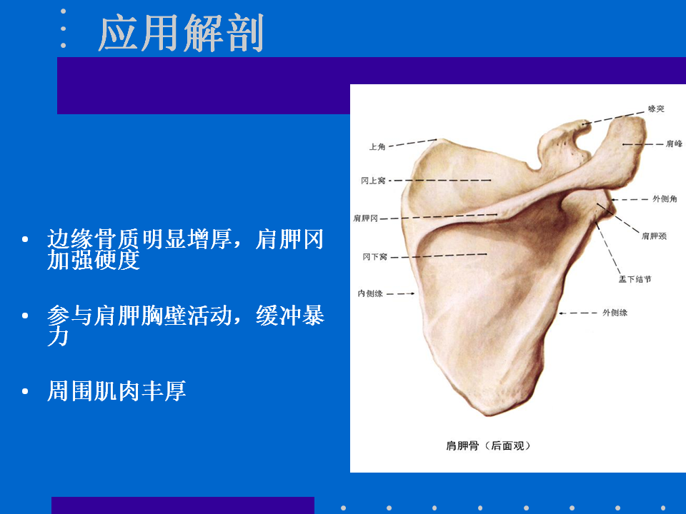 浮肩损伤的应用解剖及治疗策略