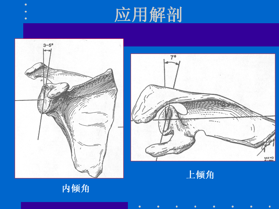 浮肩损伤的应用解剖及治疗策略