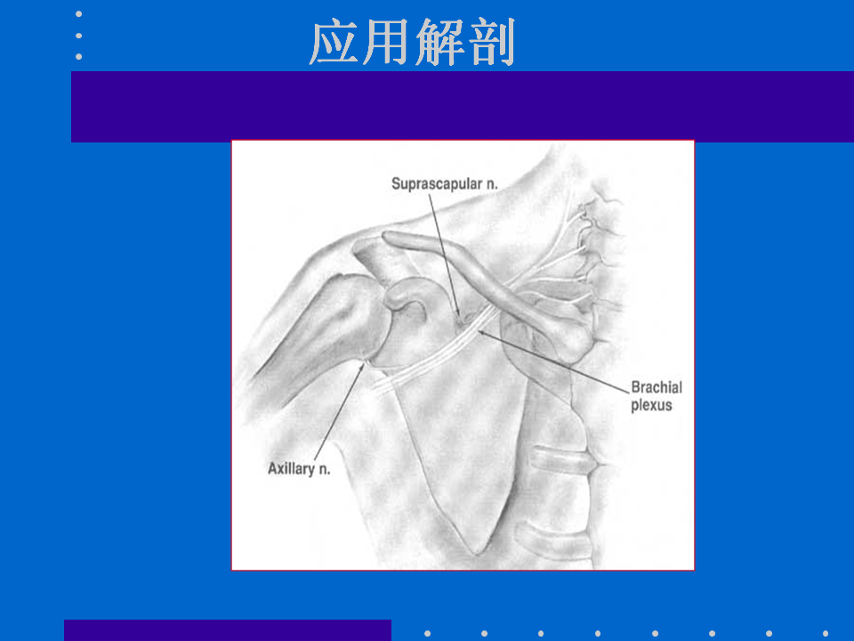 浮肩损伤的应用解剖及治疗策略