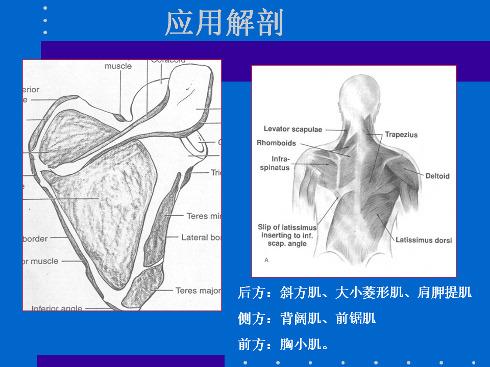 浮肩损伤的应用解剖及治疗策略