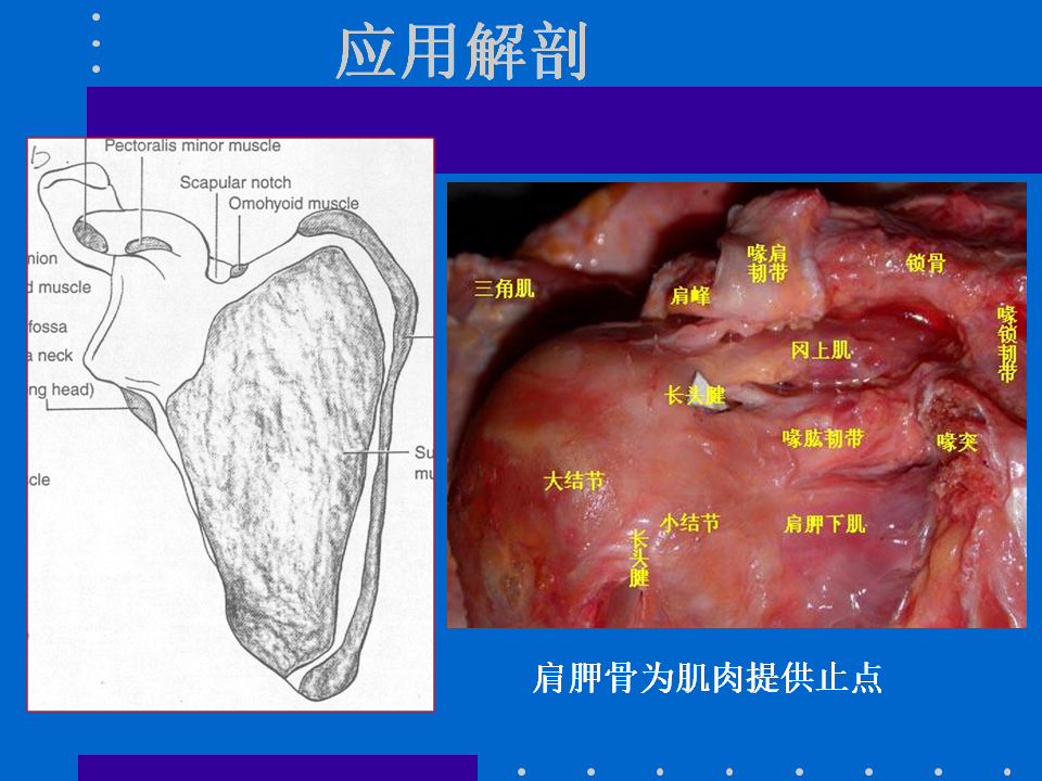 浮肩损伤的应用解剖及治疗策略